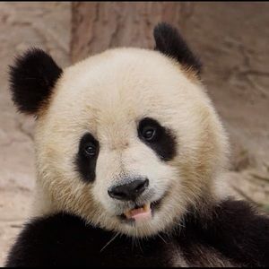 Meet your Posher, Diana